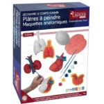 Boîte d'organes en plâtre à peindre